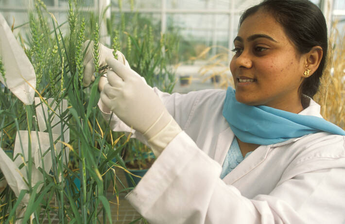 A scientist examining wheat varieties at a greenhouse of the Indian Agricultural Research Institute. 