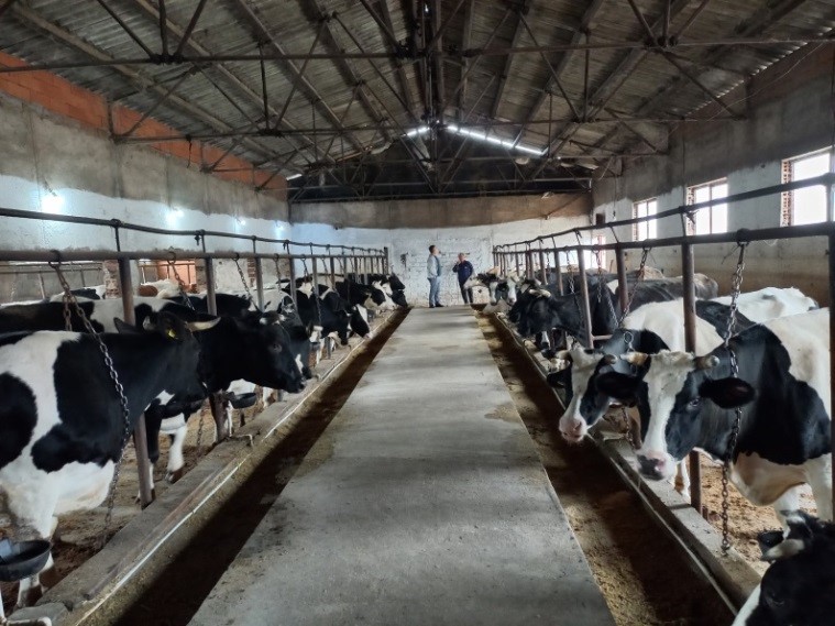 Посилни вредносни ланци за унапредување на домашниот потсектор за одгледување на говеда 
