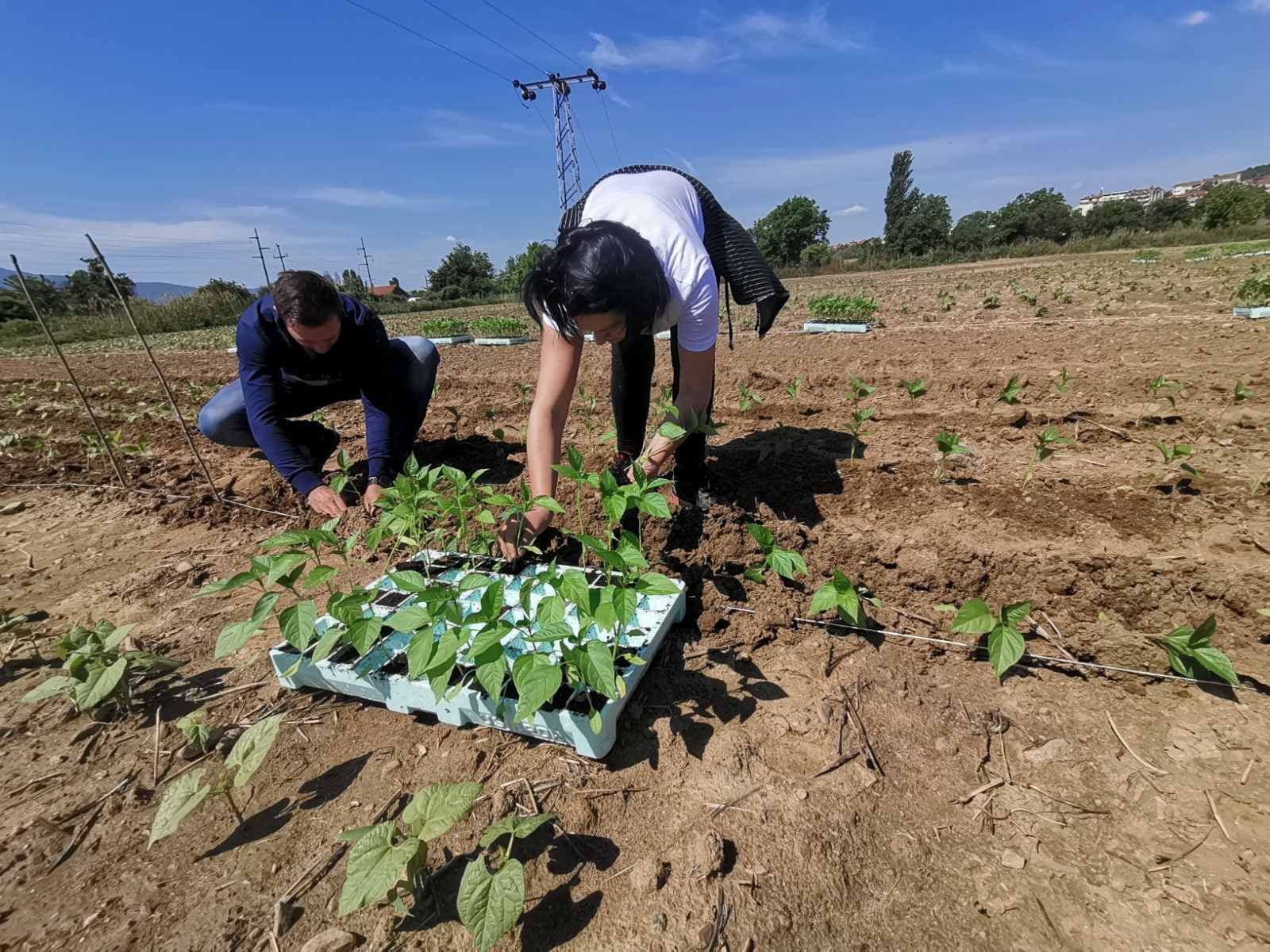Bujqësia e Maqedonisë së Veriut bëhet më rezistente ndaj klimës përmes prodhimit cilësor të farës