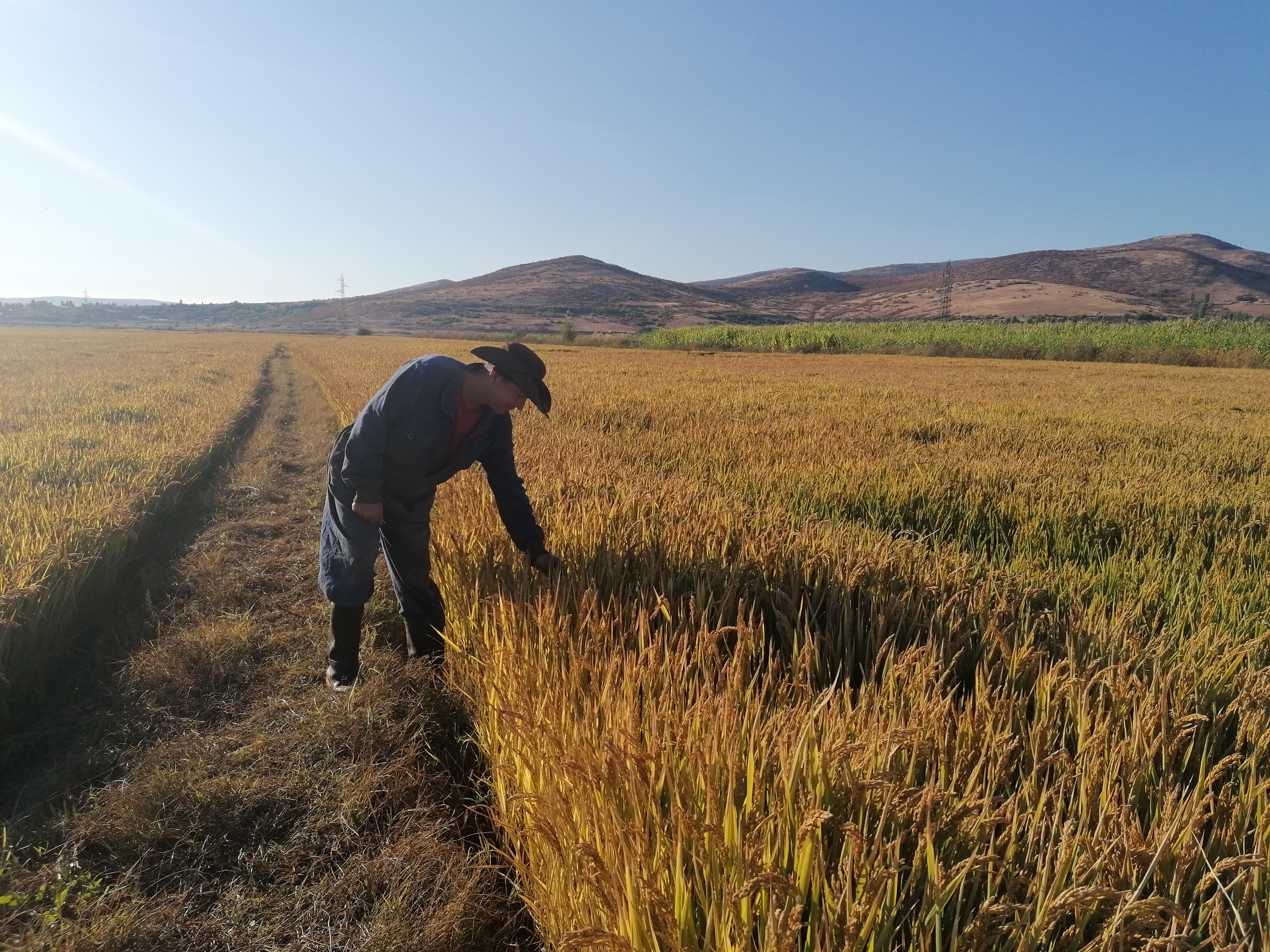 Enhancing rice production in North Macedonia through land consolidation