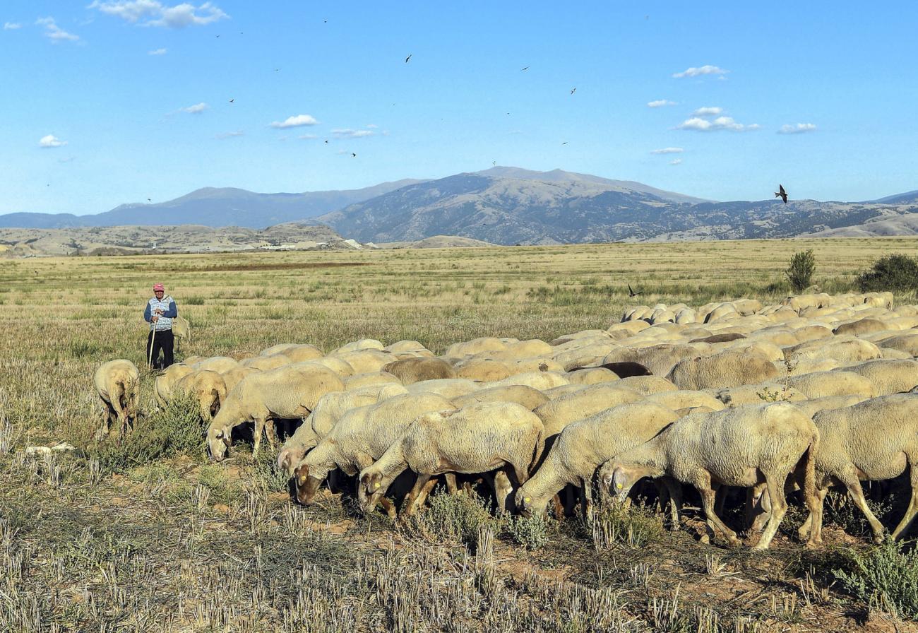 A shepherd looking at the stock of sheep on a grass field.  