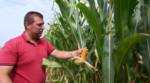 A farmer from Bitola is checking the corn crops before harvest